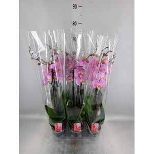 Phalaenopsis   ...rose