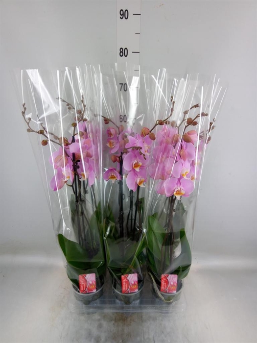 <h4>Phalaenopsis   ...rose</h4>