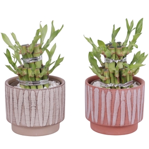 Lucky Bamboo Shape Round 2S Ø11cm Ceramic NT667