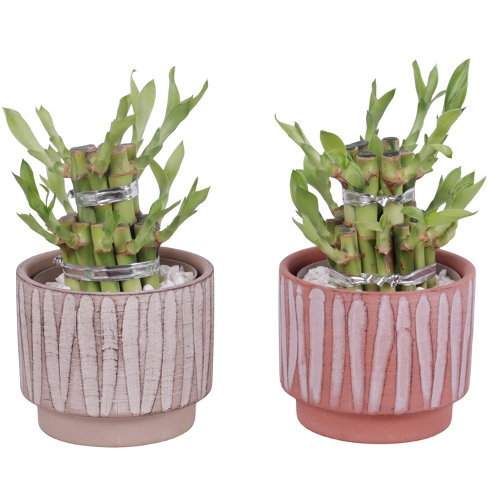 <h4>Lucky Bamboo Shape Round 2S Ø11cm Ceramic NT667</h4>