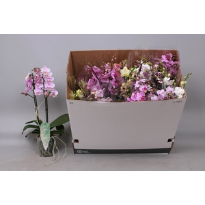 PHAL MF GEM 8 KL