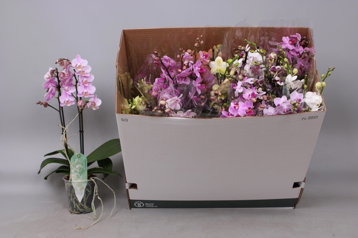 <h4>PHAL MF GEM 8 KL</h4>