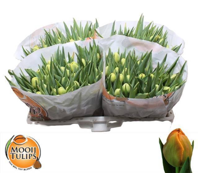 <h4>TU DU ICOON</h4>