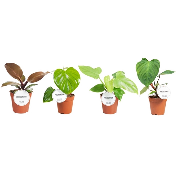 <h4>Philodendron Mix</h4>