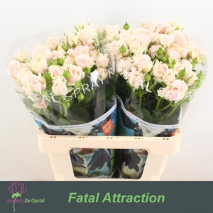 R tr Fatal Attraction