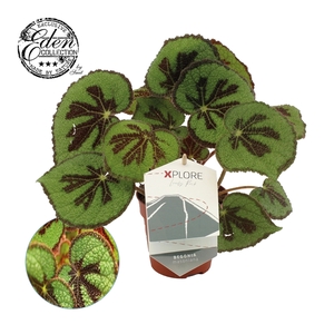 Begonia Masoniana Rock 12cm Duits etiket