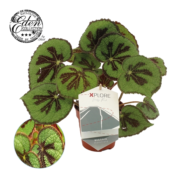 <h4>Begonia Masoniana Rock 12cm Duits etiket</h4>