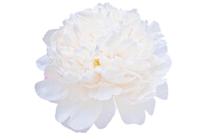 <h4>Paeonia Princess Bride</h4>