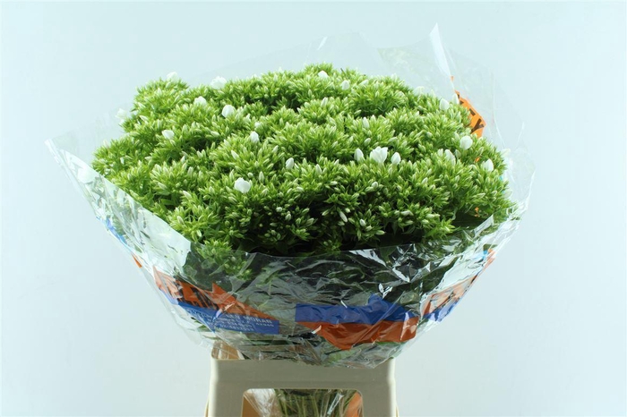 <h4>Phlox Whitecap</h4>