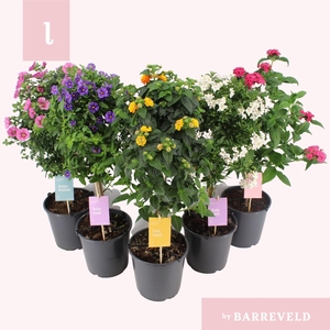 Overig kuipplanten mixkar