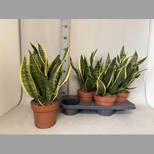 SANSEV FUTURA SUPERB