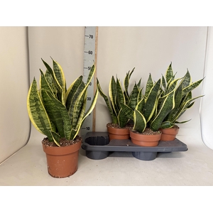 SANSEV FUTURA SUPERB