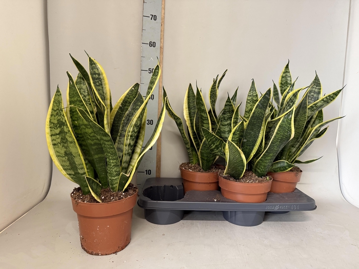 <h4>SANSEV FUTURA SUPERB</h4>