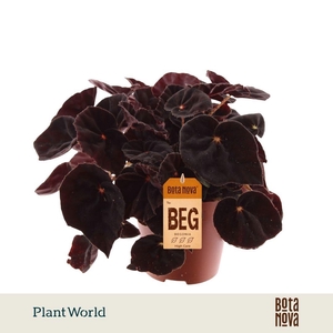 Begonia rex Conga