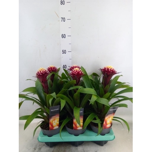 Guzmania  'Francesca'