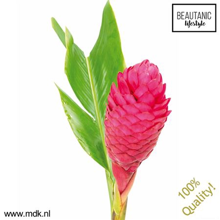 <h4>Alpinia purpurata</h4>