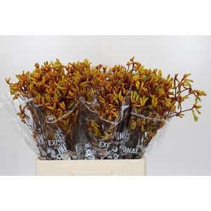 Kangaroo Paw Gold Fever