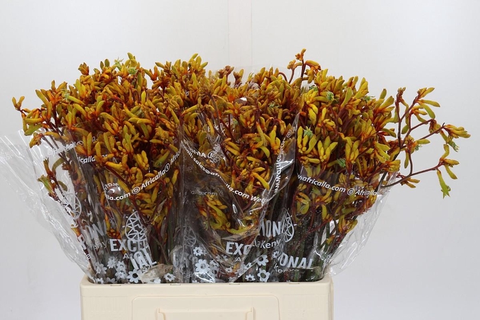 <h4>Kangaroo Paw Gold Fever</h4>