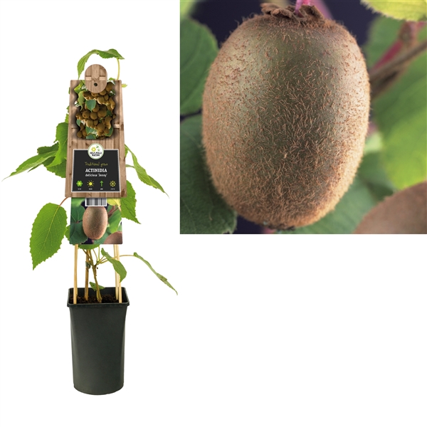 <h4>Actinidia deliciosa 'Jenny' +3.0 label</h4>