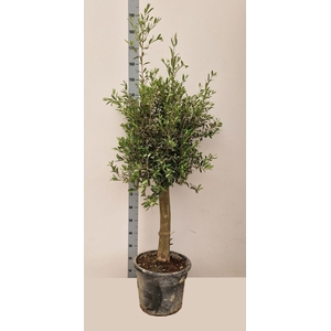 OLEA EUROPAEA