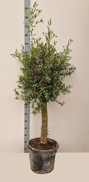 <h4>OLEA EUROPAEA</h4>