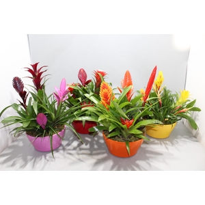 Bromelia Coupe Exotic 23CM Classic