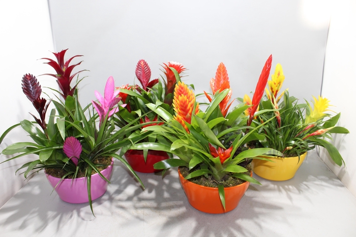 <h4>Bromelia Coupe Exotic 20CM Classic</h4>