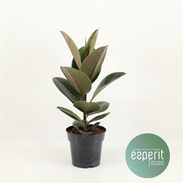 <h4>Ficus elastica Robusta</h4>