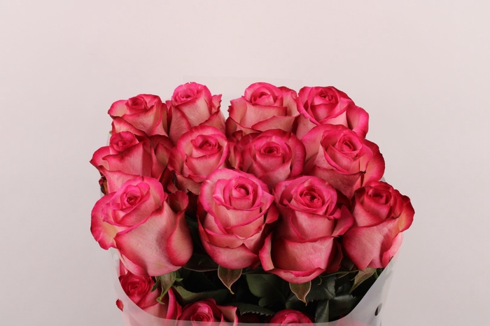 <h4>R Gr Carousel</h4>