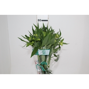 ALSTROEMERIA AKEMI 080 CM