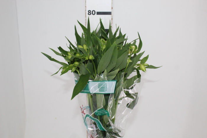 ALSTROEMERIA AKEMI 080 CM