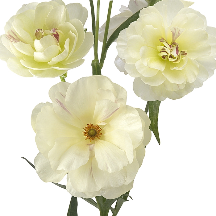 <h4>Ranunculus Butterfly Ninos</h4>