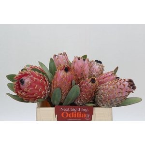 Protea Barbigera