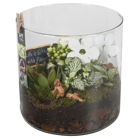 <h4>PTIG6872 Arrangementen kamerplanten</h4>