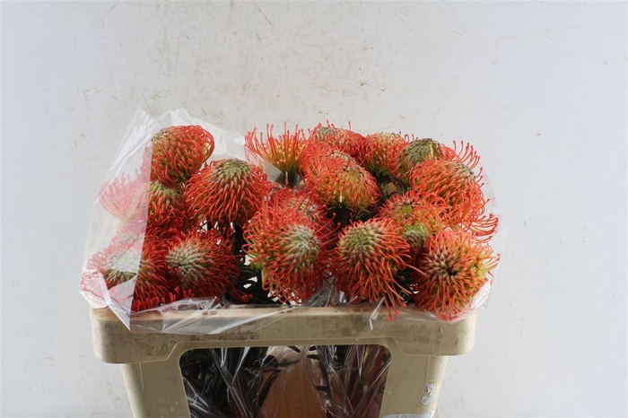 <h4>Leuco Co Succession</h4>