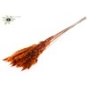 Fluffy Pampas L80 10 st/bunch Orange