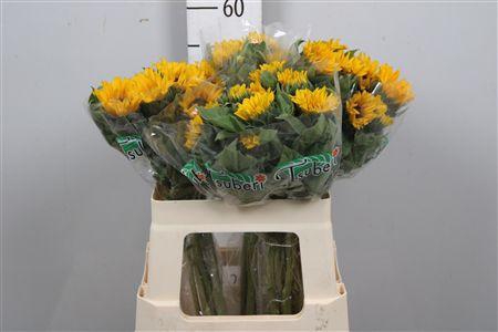 <h4>Heli Orange Fire</h4>