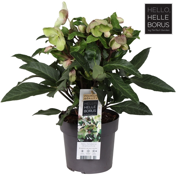 <h4>Helleborus 'Diamonfire' P17</h4>