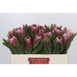 Protea Pink Ice