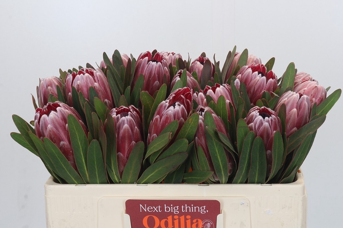<h4>Protea Pink Ice</h4>