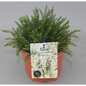 Erica Darleyensis 'White Perfection' C2
