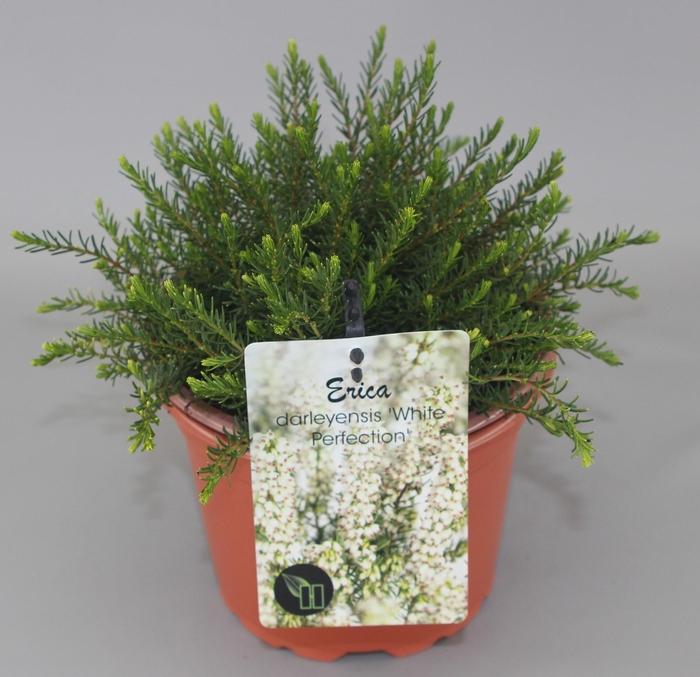 <h4>Erica Darleyensis 'White Perfection' C2</h4>