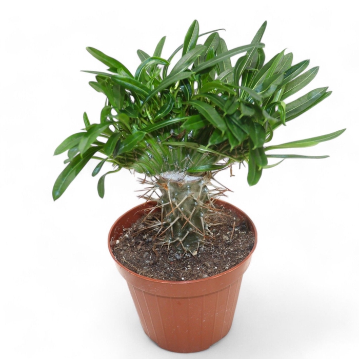 <h4>Pachypodium Lamerei Cristata (Grafted)</h4>