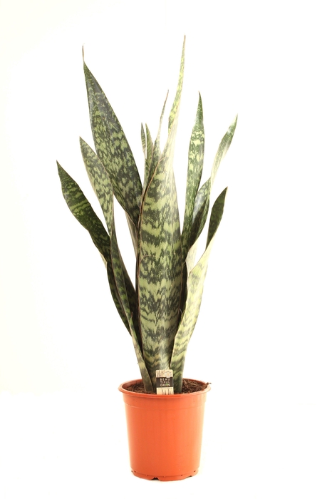 <h4>Sansevieria P21 Jamaiquina 1PP</h4>