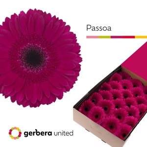 Gerbera Passoa Doos