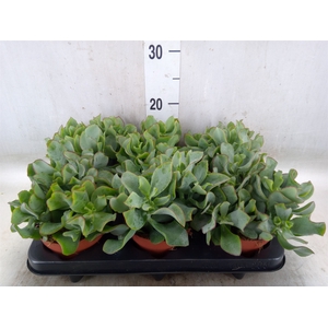 Crassula arborescens subsp. undilat