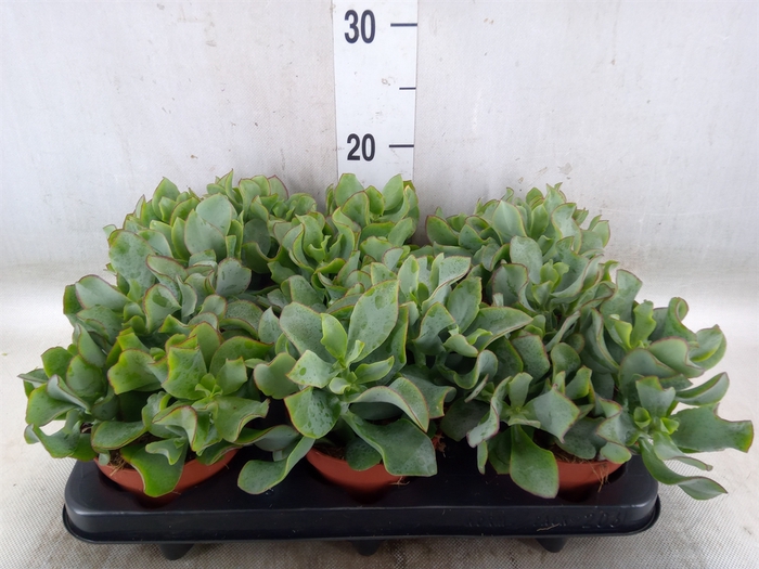 <h4>Crassula arborescens subsp. undilat</h4>