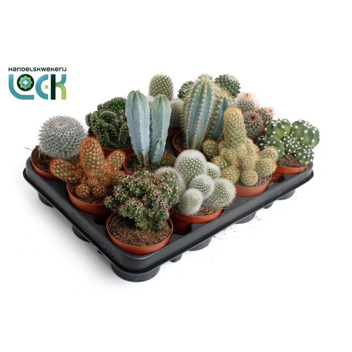 <h4>CACTUS GEM 12 SRT</h4>