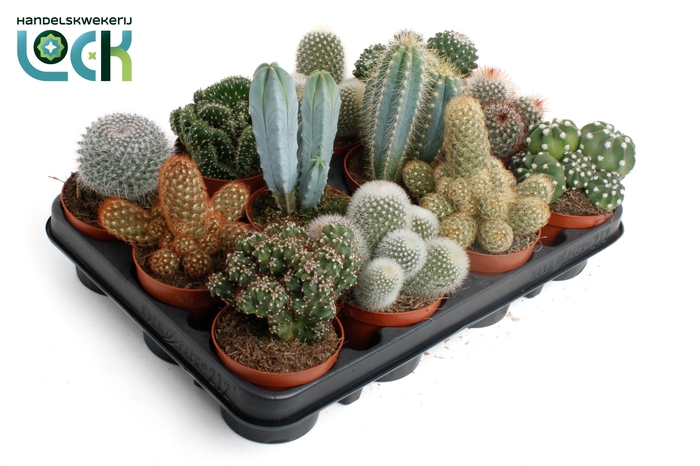 <h4>CACTUS GEM 12 SRT</h4>
