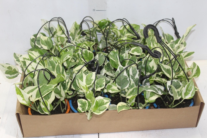 <h4>JIBOIA NJOY C13</h4>